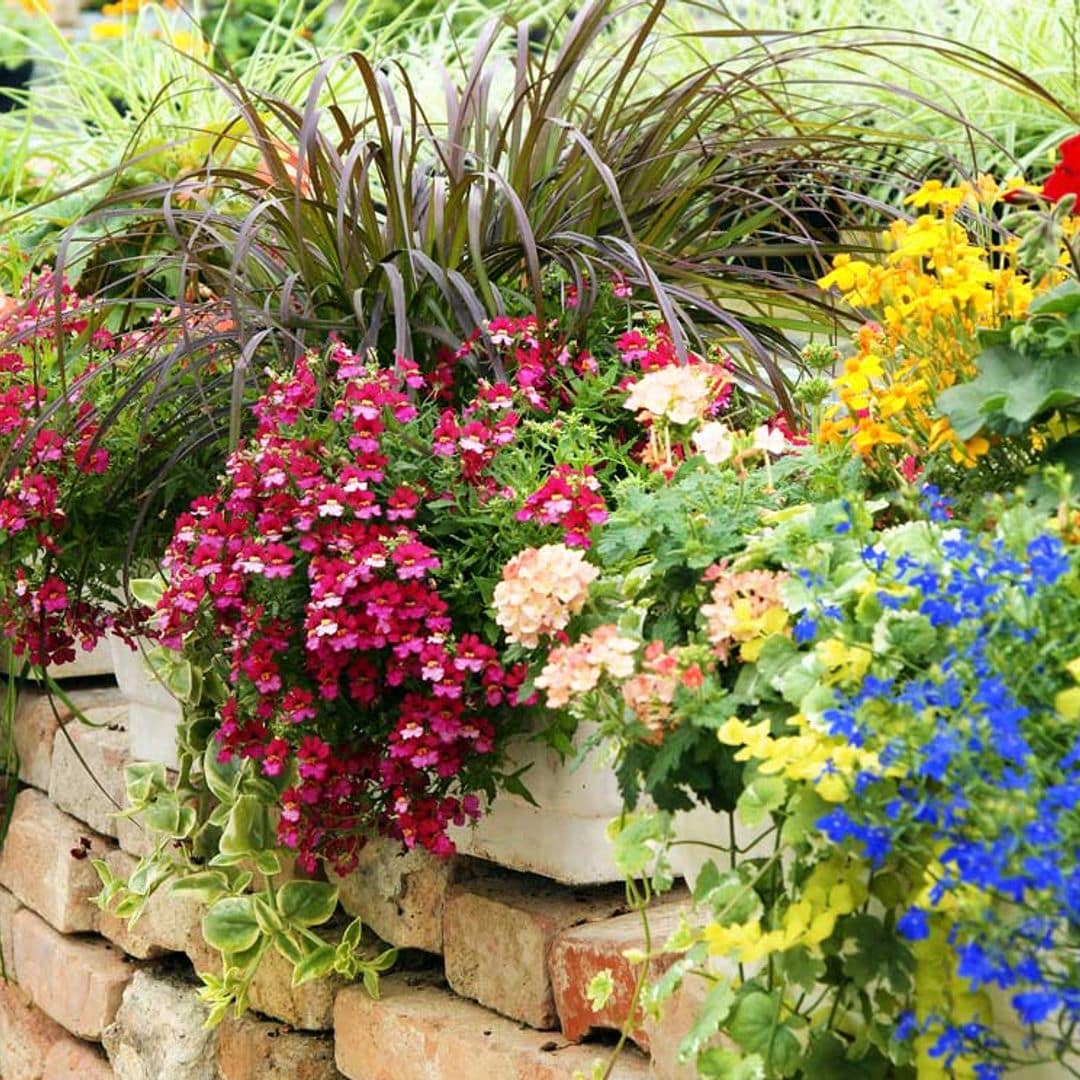 Plantas de exterior con flor, fáciles de cuidar y con una floración espectacular