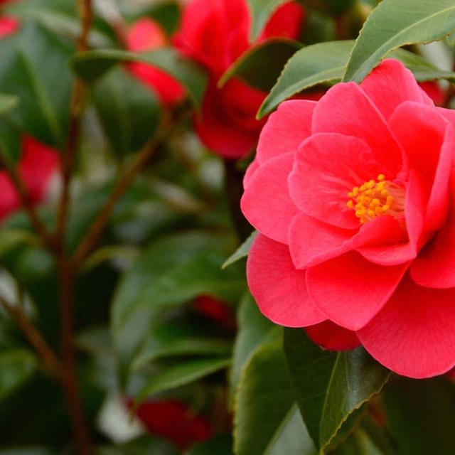 camelia