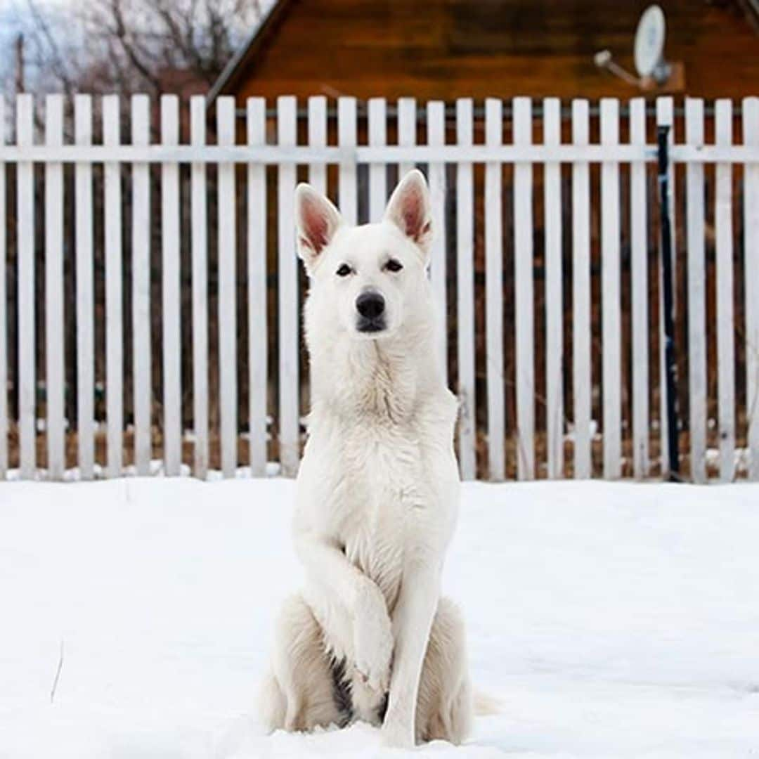 Así es el pastor blanco suizo, la mascota de Genoveva que nos ha enamorado