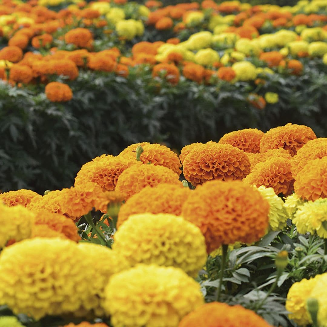 como cuidar tagetes 01t