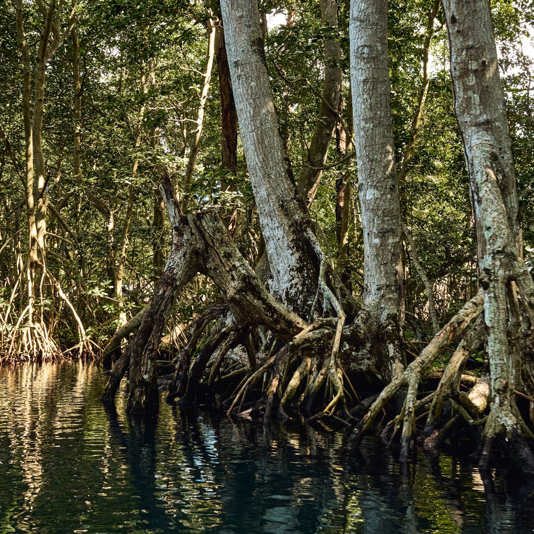 Manglares en la laguna de Gri gri, una zona desconocida de la República Dominica 