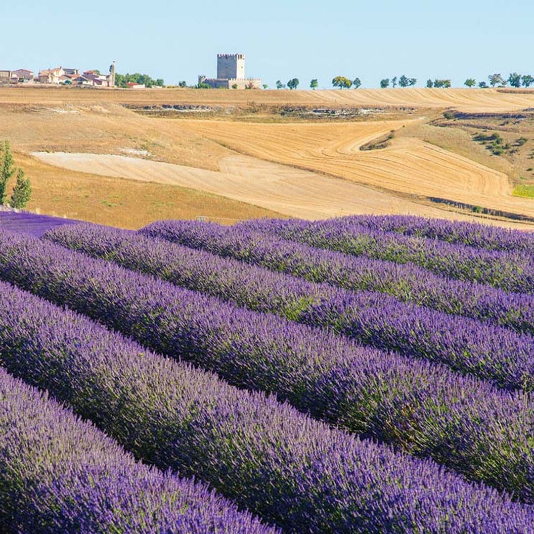 Tiedra se viste de violeta y estalla en flor la lavanda