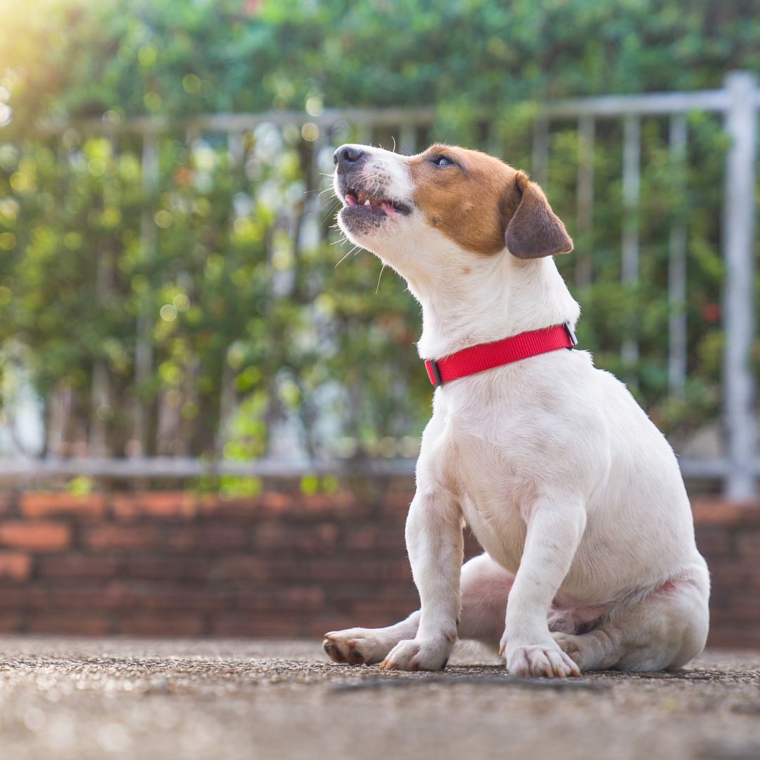 Protege a tu mejor amigo: guía para elegir el mejor collar antiparasitario para perros