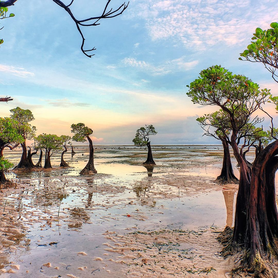 En imágenes: los sorprendentes árboles que 'bailan' con el atardecer en una remota isla de Indonesia