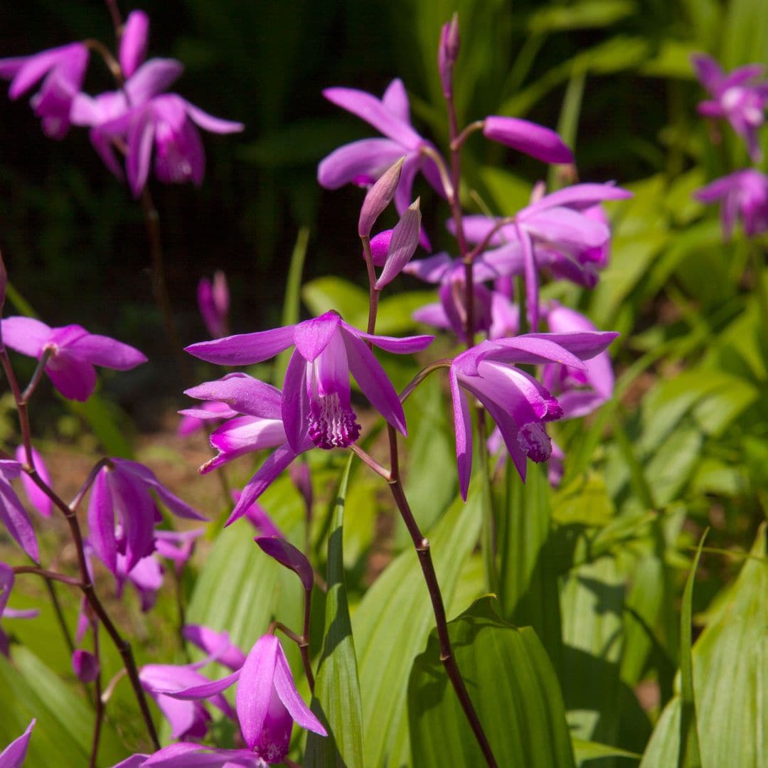 'Bletilla striata', una orquídea que lo tiene todo: flores espectaculares y cuidados mínimos