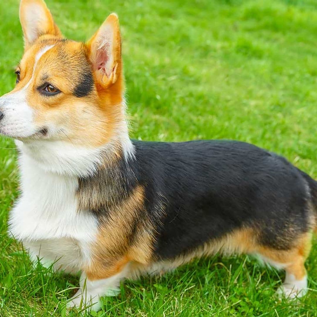 El corgi galés de Pembroke, la adorable raza de perro que ha conquistado a la reina Isabel II