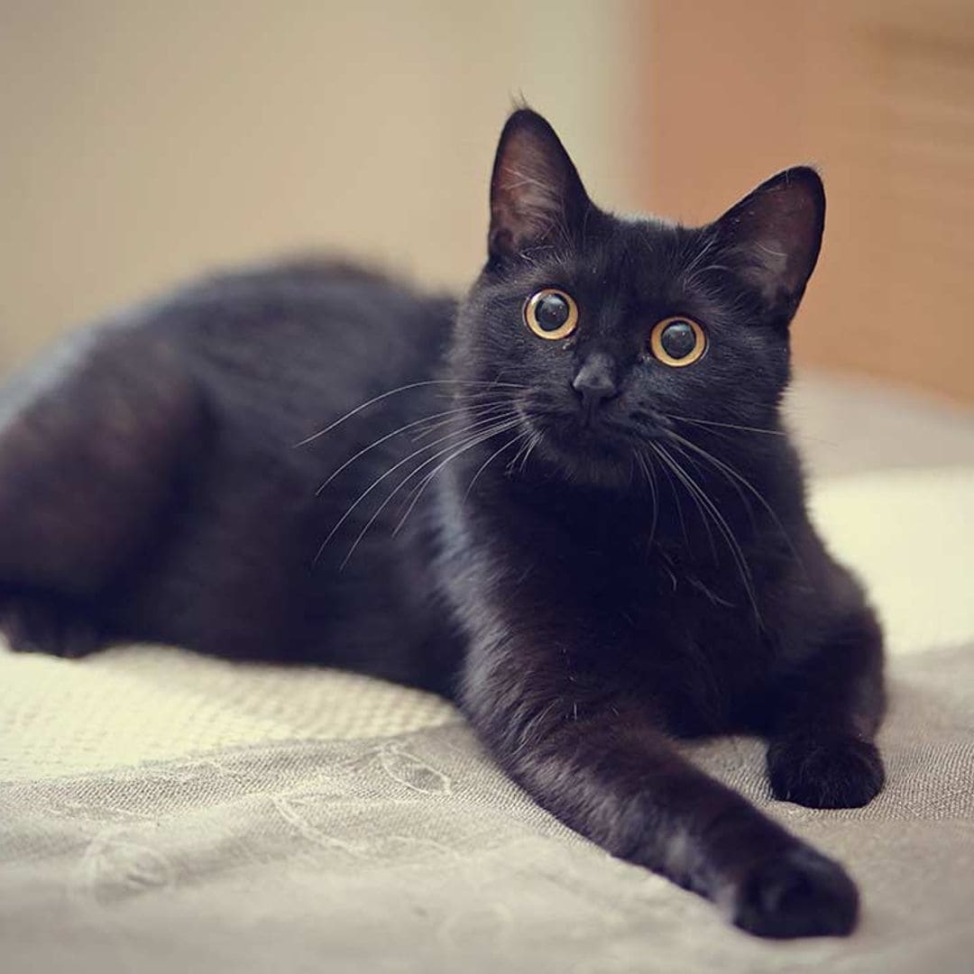 ¿Crees que los gatos negros dan mala suerte? ¿Cuál es el origen de esta leyenda?