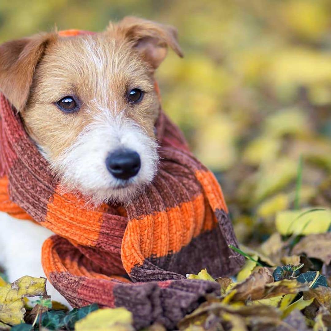 El invierno también llega para tu mascota, lo que debes tener en cuenta para pasearlo con frío