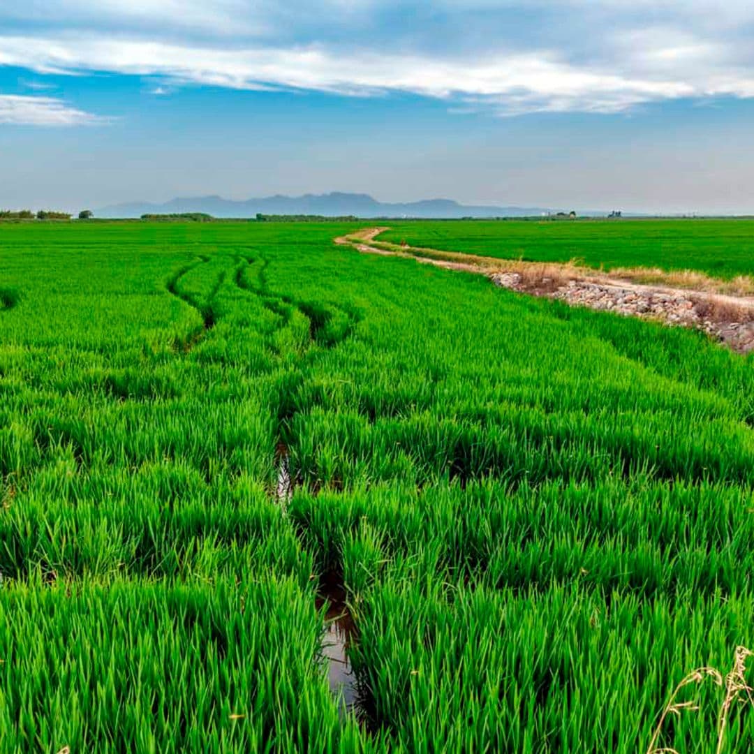 Extensión de arroz, campos de cultivo en la Albufera de Valencia