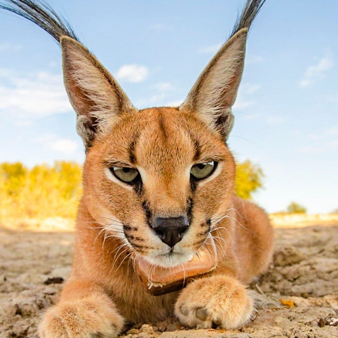 Las imágenes más impresionantes del reino animal