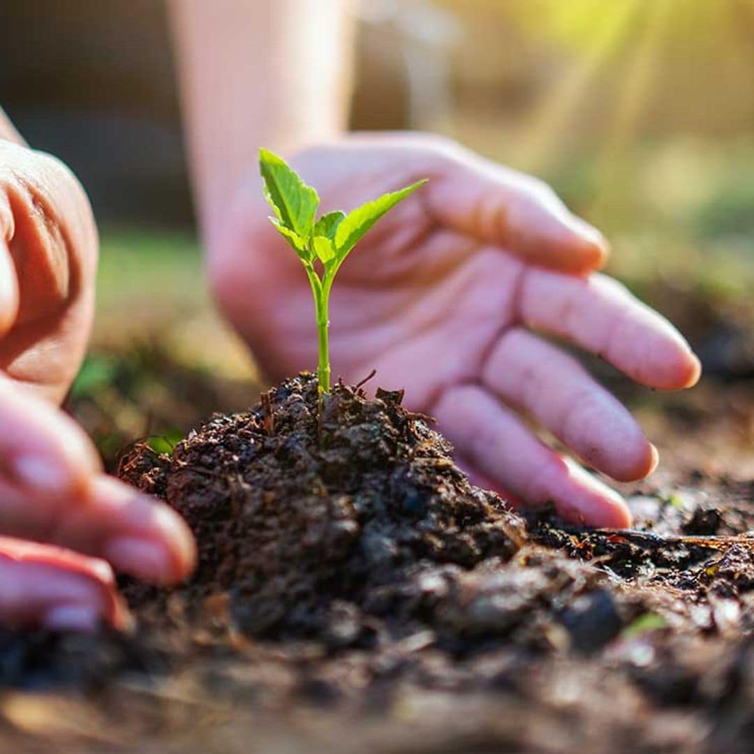 No todos los productos vegetales son respetuosos con el medio ambiente