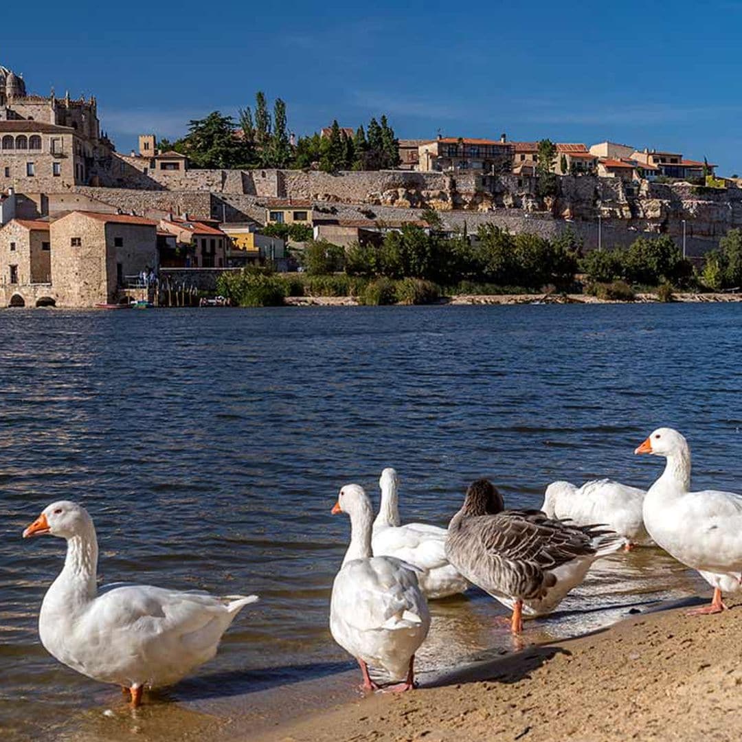 El paseo más bonito por Zamora se hace en barca