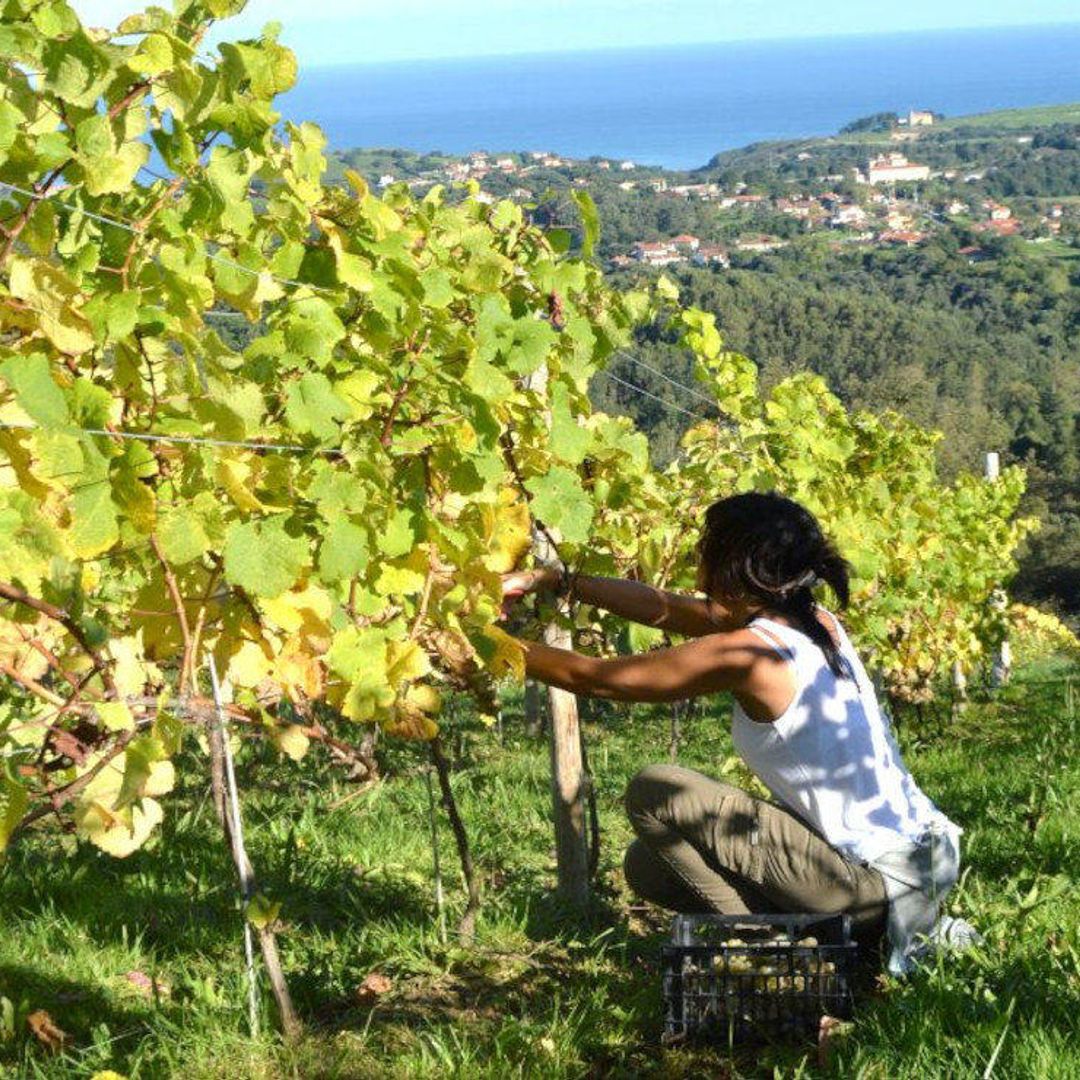 Vendimia, catas a pie de calle y un buen cocido montañés: bodegas para ir de puente (de octubre)