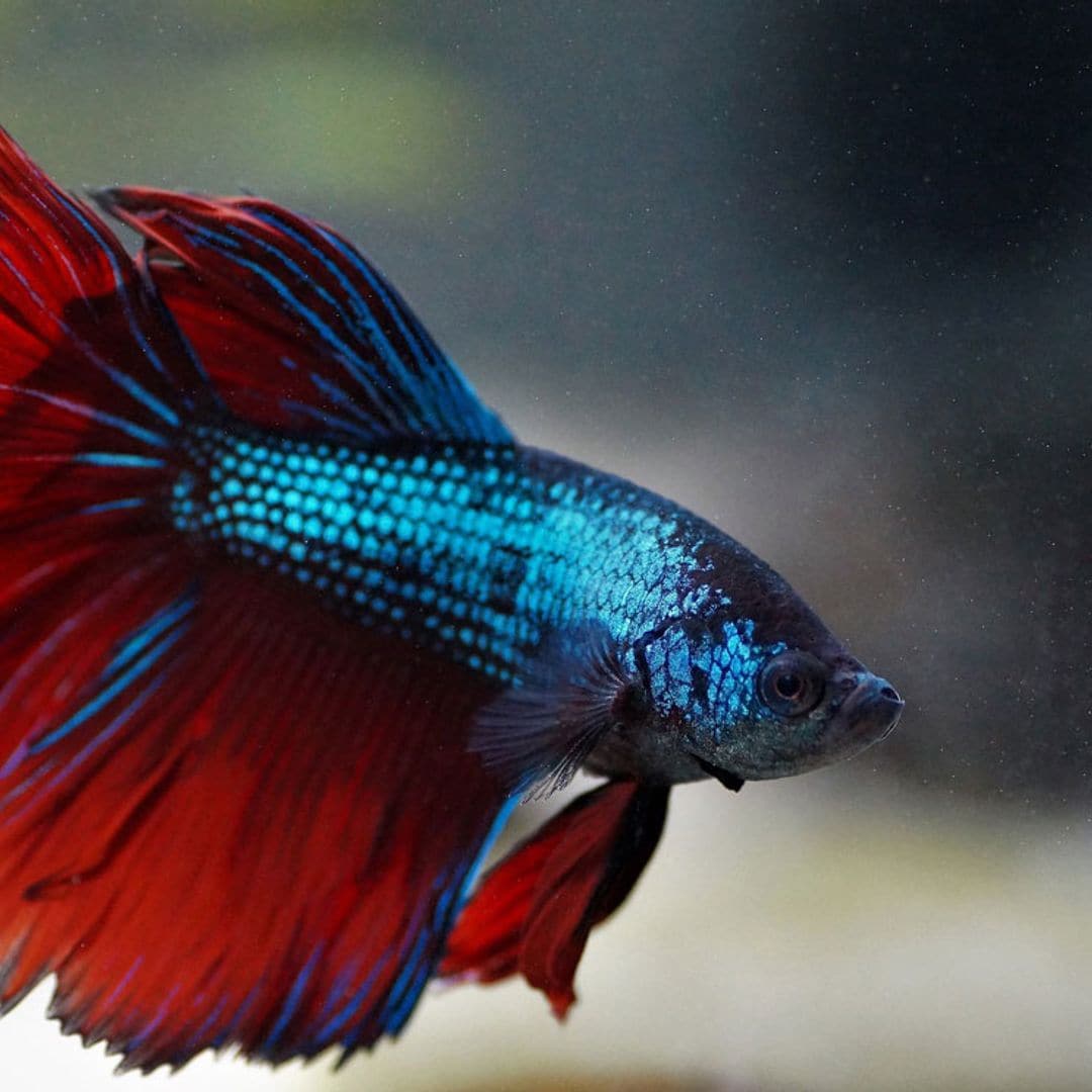 Pez betta o luchador de Siam: elegancia y belleza en el acuario