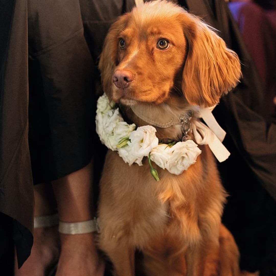 ‘Domino’, la otra gran protagonista del ‘sí, quiero’ de Alex Rivière: cómo preparar a tu perro para una boda