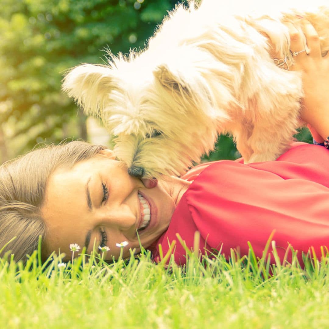 ¿Por qué mi perro tiene la manía de montarme o montar a otros perros?