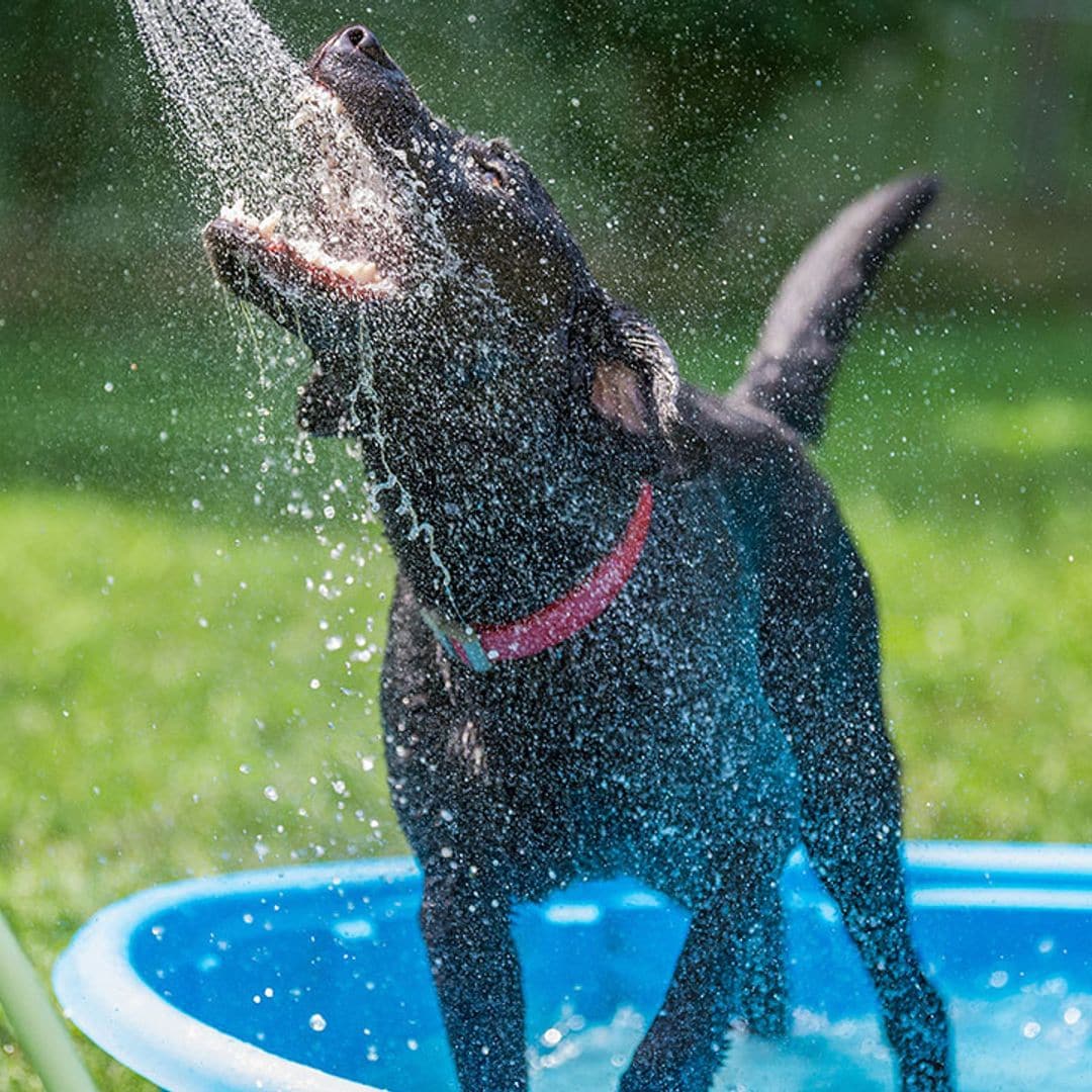 Las mejores piscinas hinchables con aspersor para perros: combate el calor a base de diversión