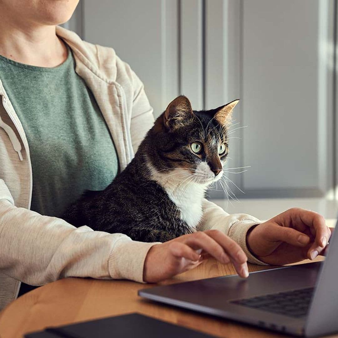 Razones por las que a tu gato le fascina tu portátil