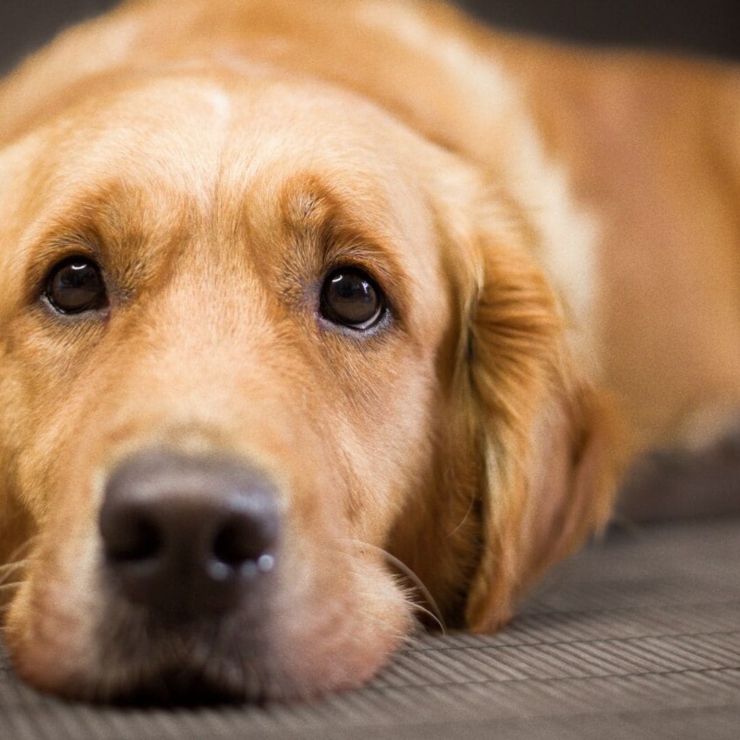 ¿Cómo saber si mi perro ya es viejito y qué cuidados necesita?