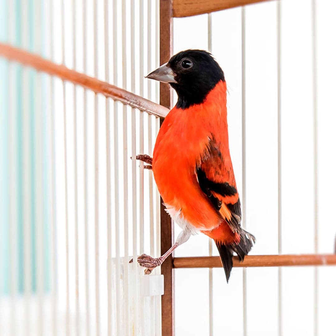 Estas son la aves cantoras más alegres