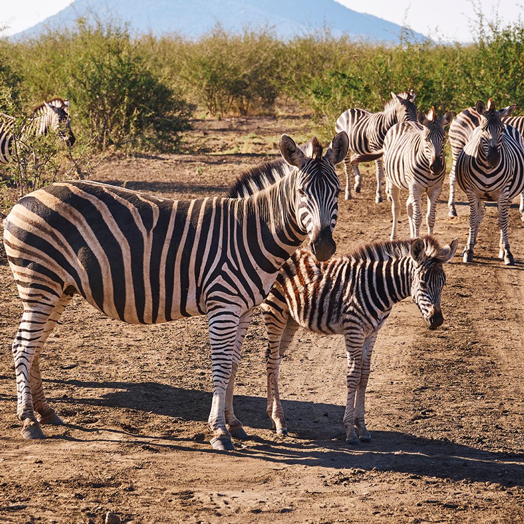 Cebras en la Reserva Natural de Madikwe, Sudáfrica