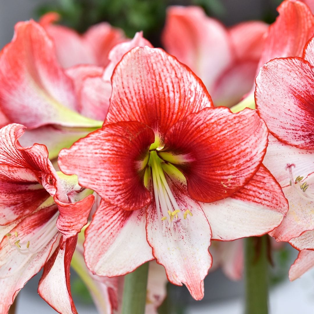 Cuidados de la amarilis, la flor que necesitas para alegrar tu casa en invierno