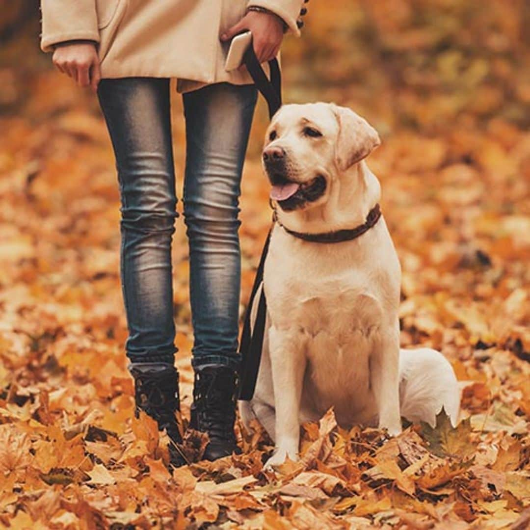 Los cuidados que va a necesitar tu perro con la llegada del otoño