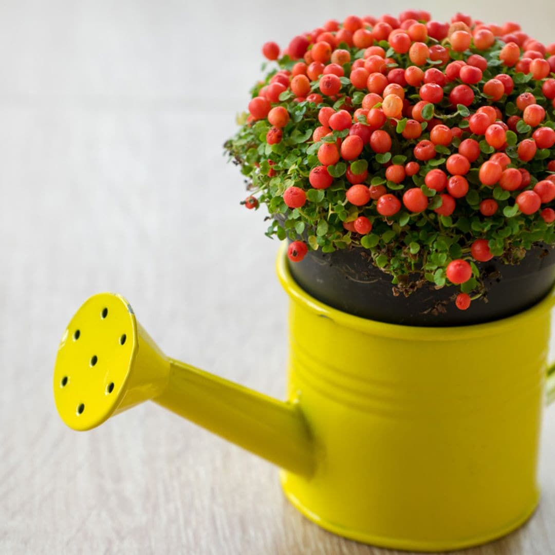 Los cuidados de la nertera, una ornamental planta de interior con bayas