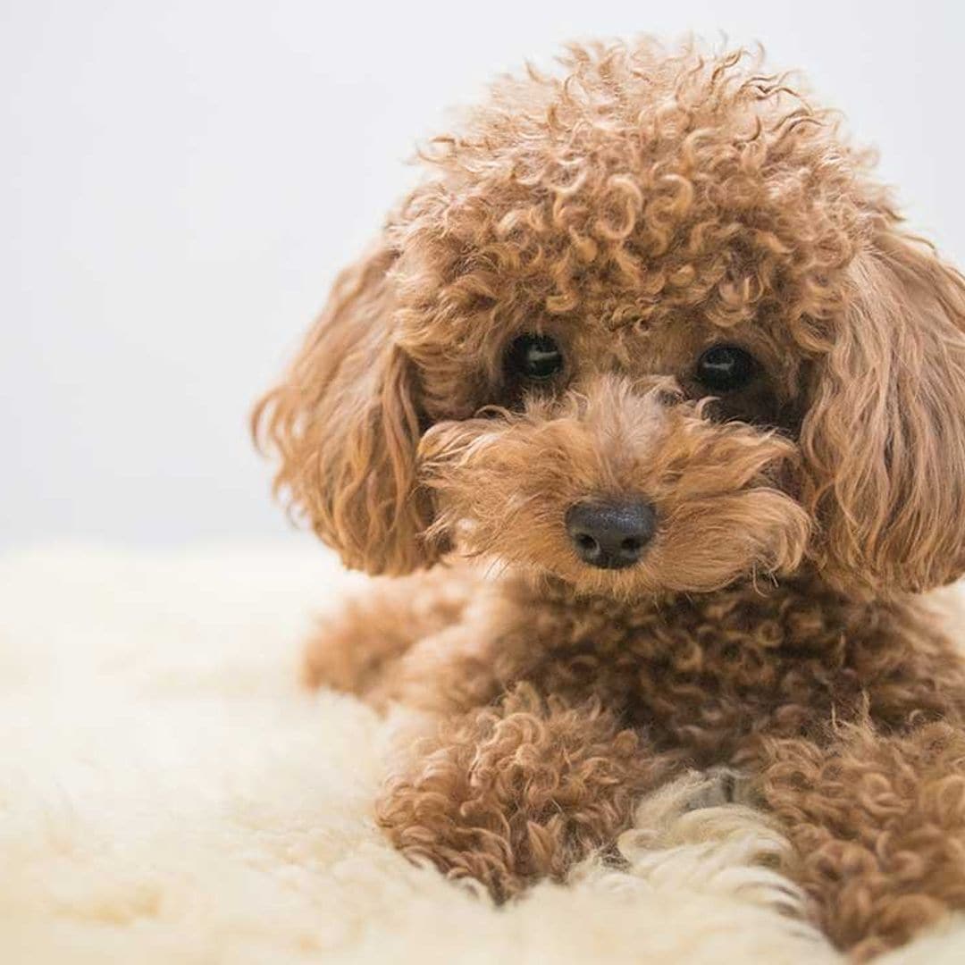 Caniche: un cariñoso, inteligente y entrañable perro de compañía