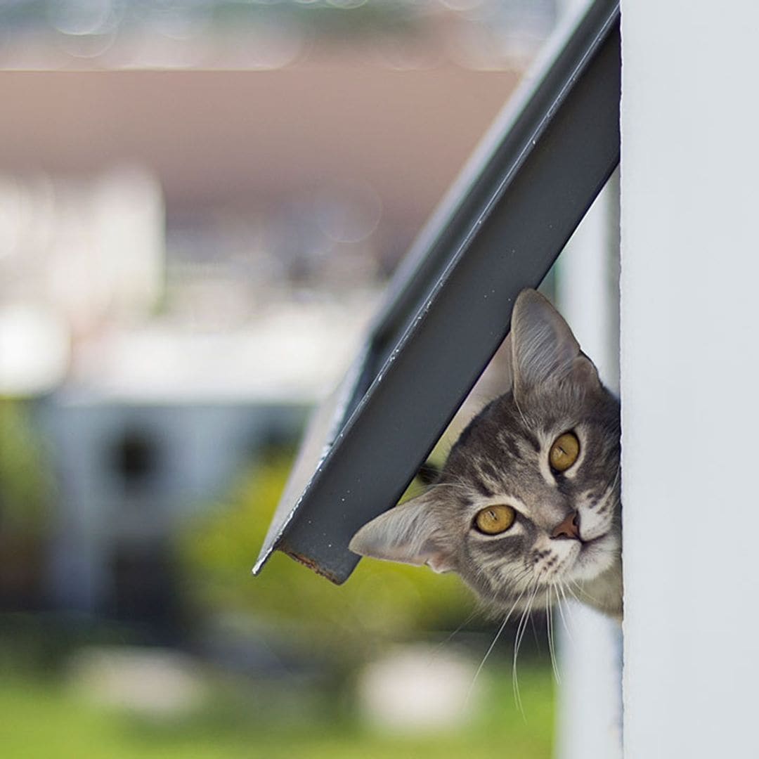 Hemos encontrado la gatera para puerta que mejor se adapta a tu mascota