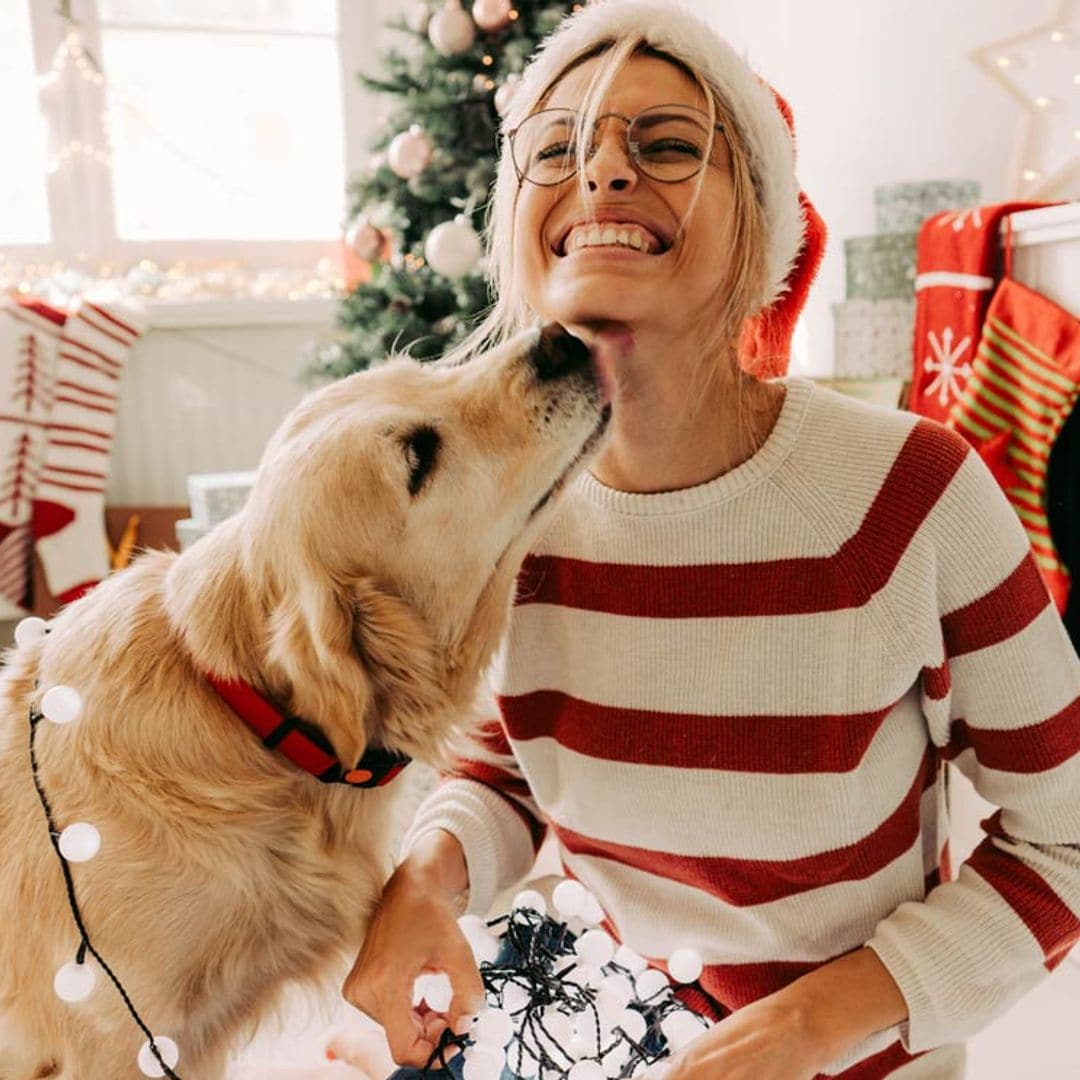 ¡Cuidado! Estos adornos y plantas navideñas son un peligro para tu mascota