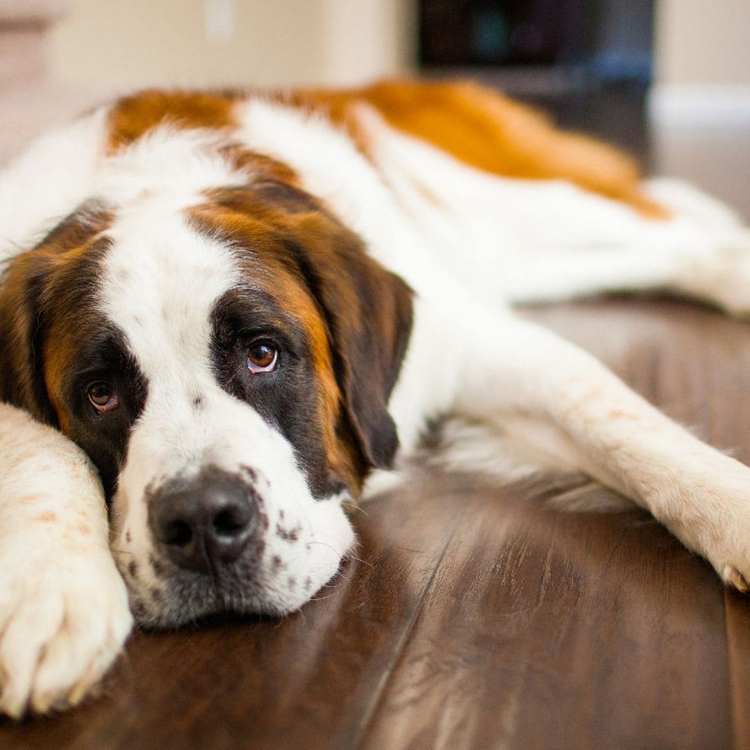 Tu perro está siempre cansado, ¿cuáles pueden ser las causas?