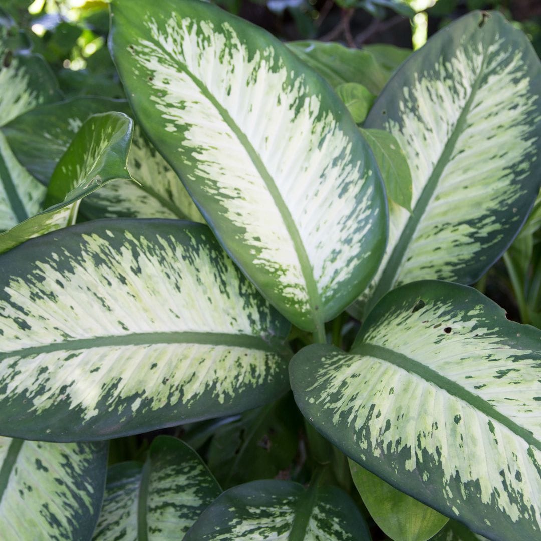 Plantas de interior con hojas grandes y llamativas para decorar los rincones de tu casa