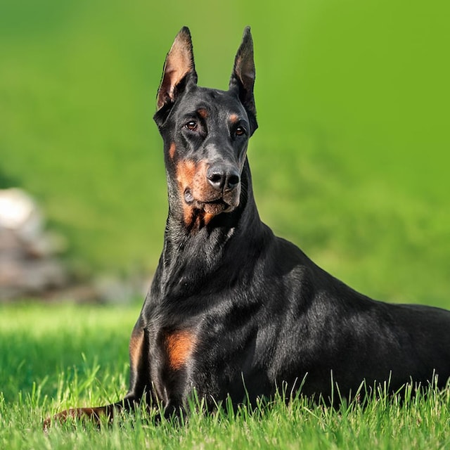 dobermann