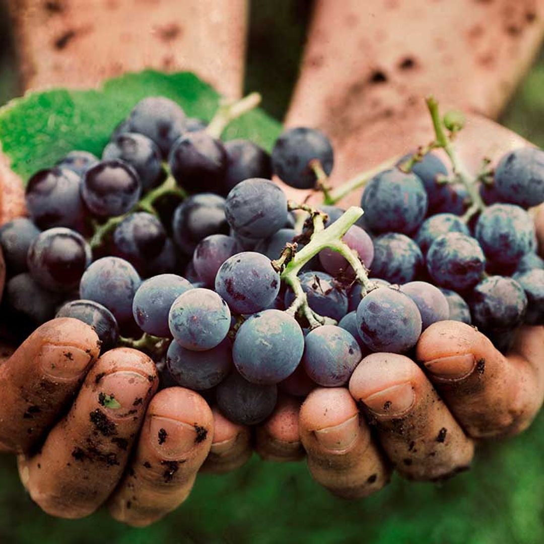 Descubre qué es el vino ecológico y qué propiedades tiene