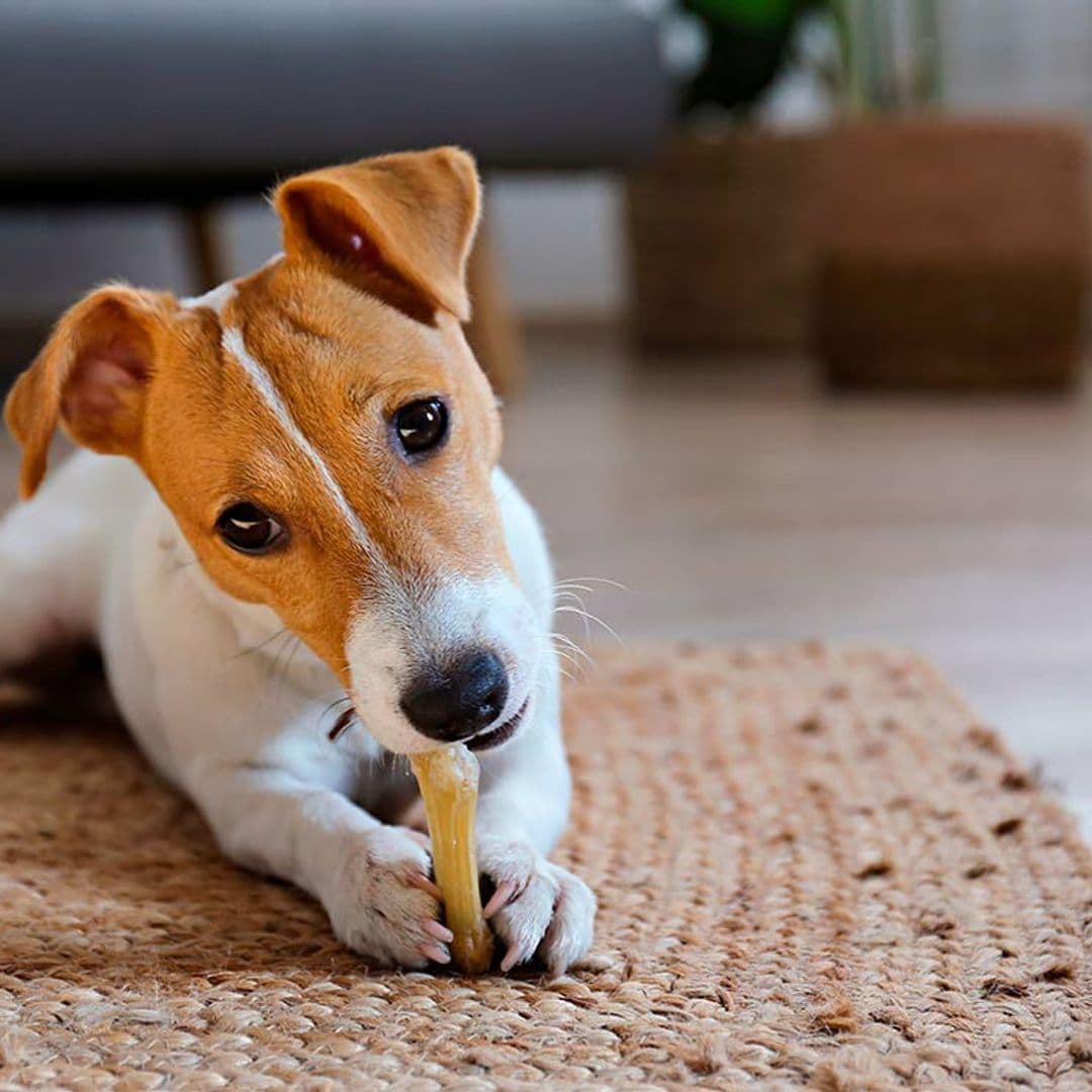 Razones por las que tu perro esconde comida en los lugares más insospechados