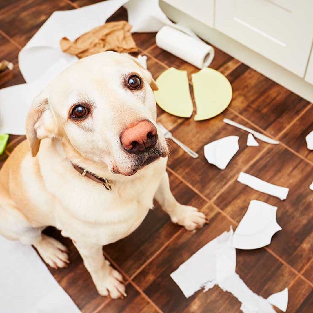 Si tu perro es desobediente, puede que el problema lo hayas causado tú