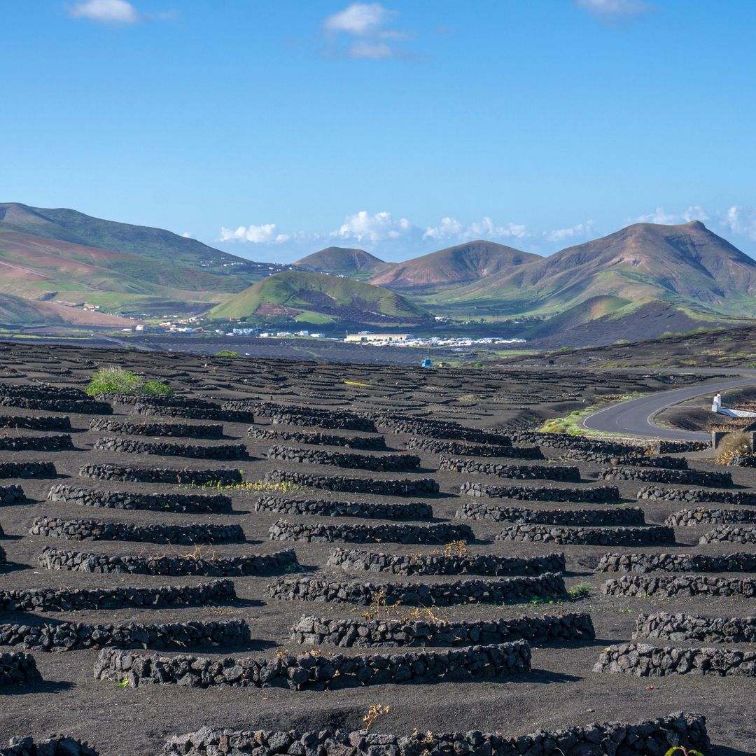 Viñedos en el paisaje volcánico de La Geria, Lanzarote