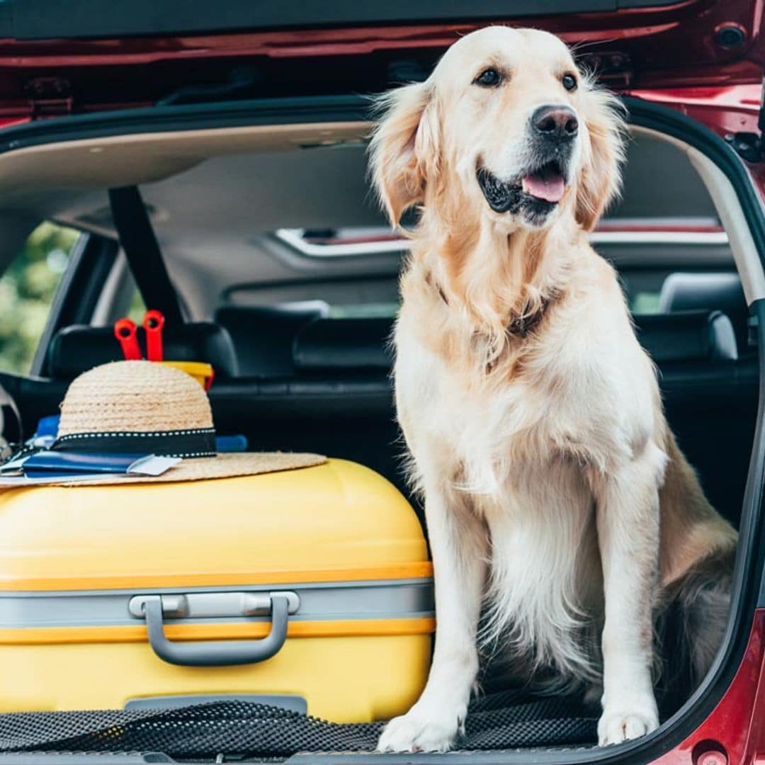 En tren, en coche, en avión... toma nota de estos consejos para viajar con tu mascota