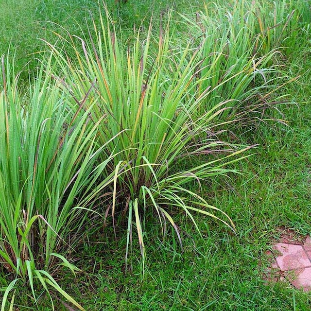 cultivar citronela