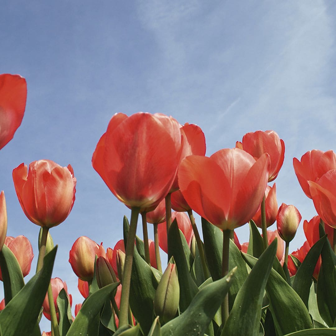 Cómo cultivar tulipanes: una planta con una floración espectacular