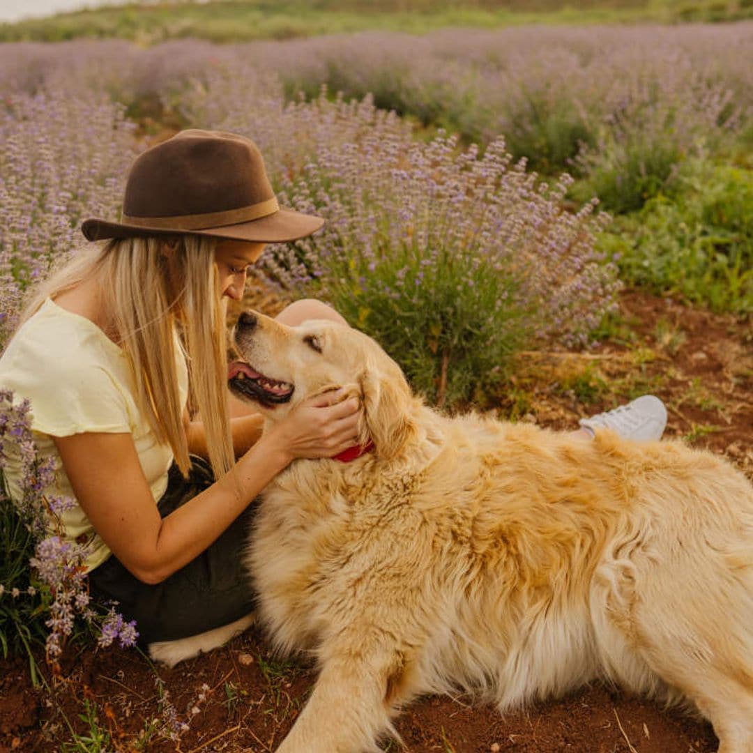 Consejos muy útiles para cuidar, educar y entender mejor a tu perro