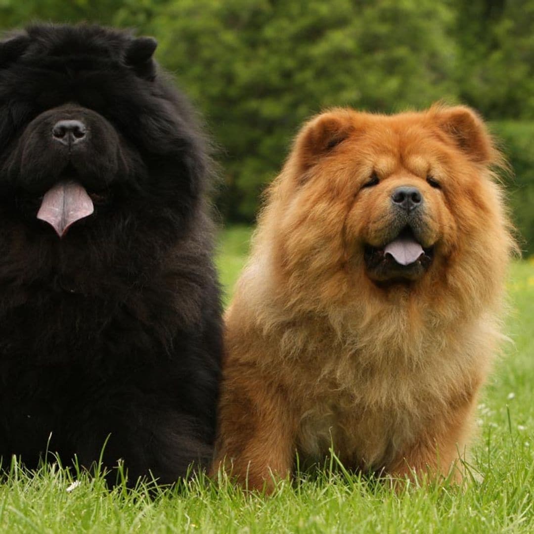 chow chow 1t