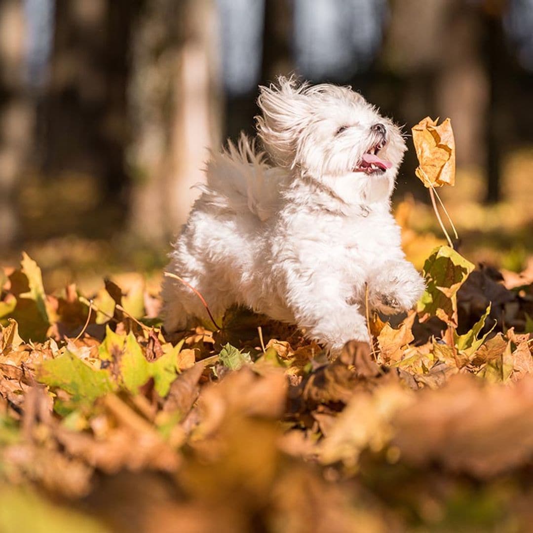 Si vives en un piso pequeño, algunos de estos perros tienen el Guinness por su tamaño