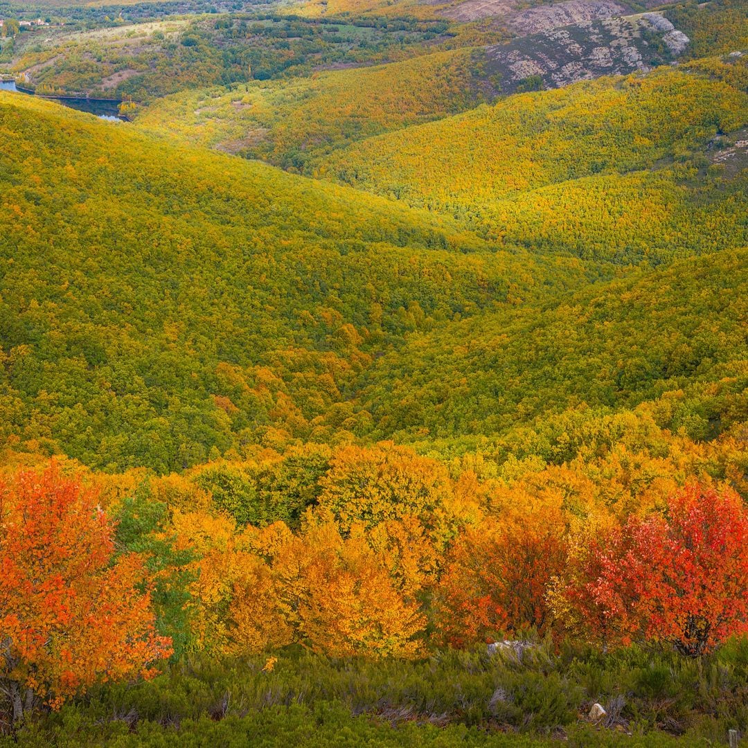 Otoño en el hayedo de La Pedrosa, Riofrío de Riaza, Segovia 