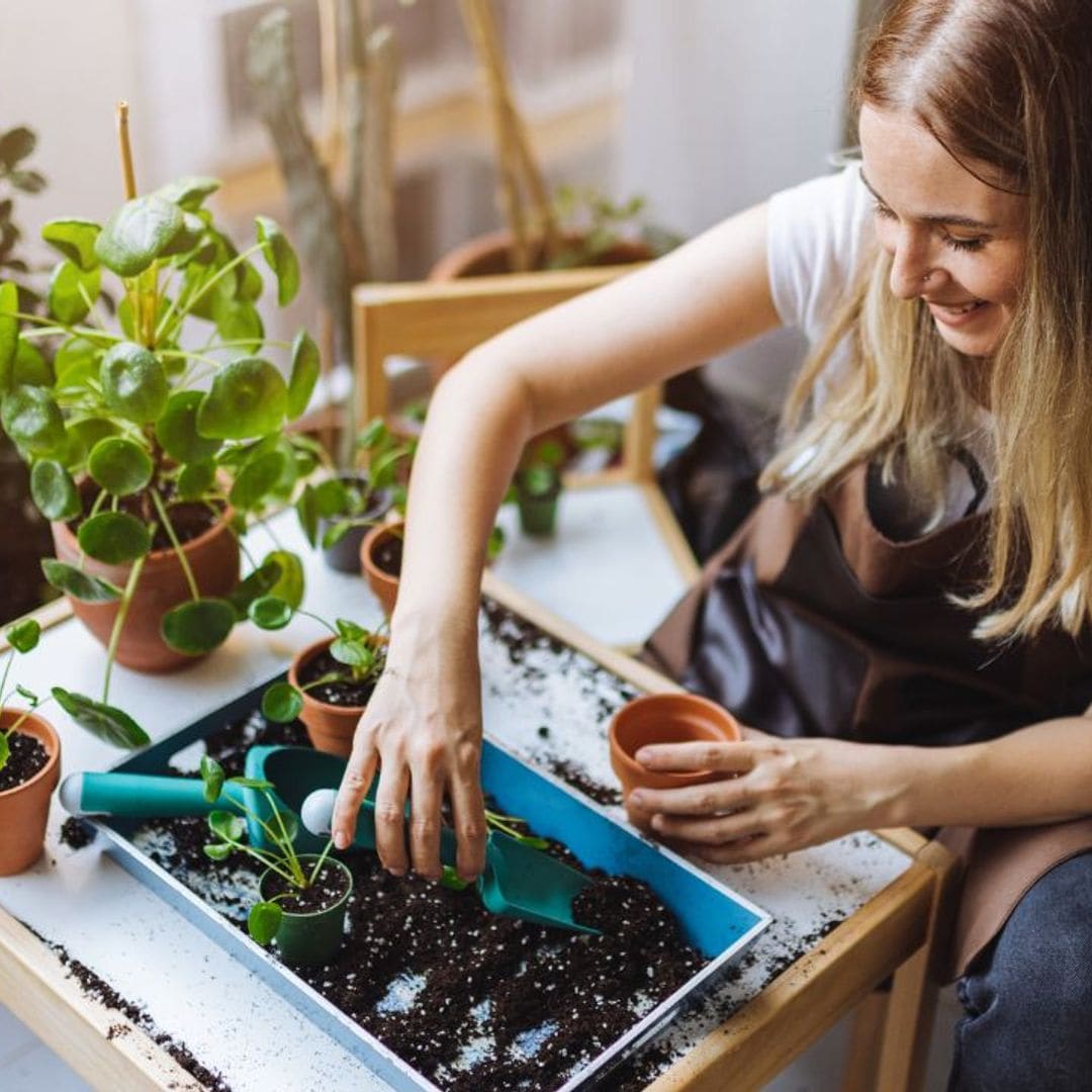 Estos son los mejores germinadores de semillas para cultivar tus propias plantas