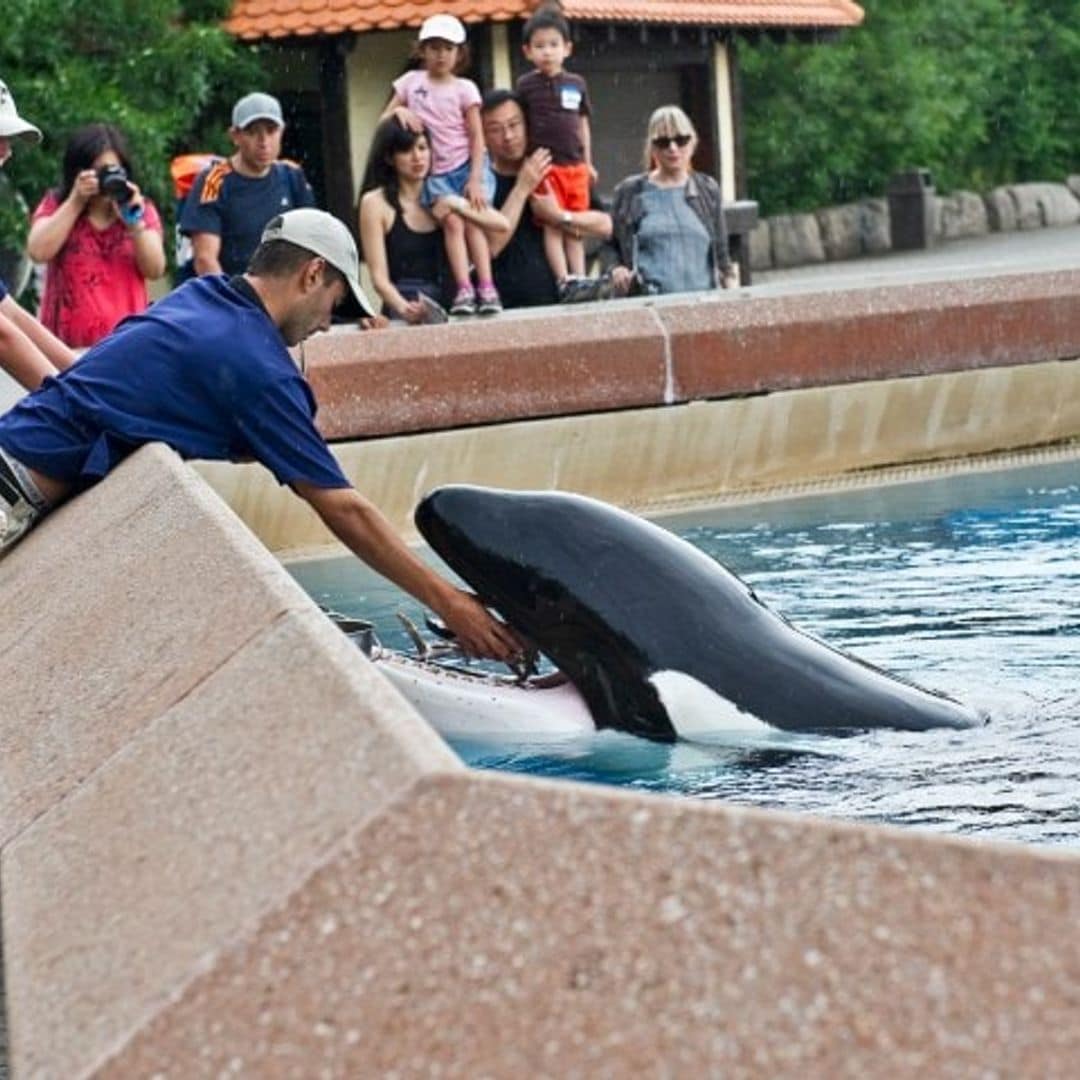 La desgarradora historia de Kiska, la orca que se golpea contra su estanque debido a su soledad