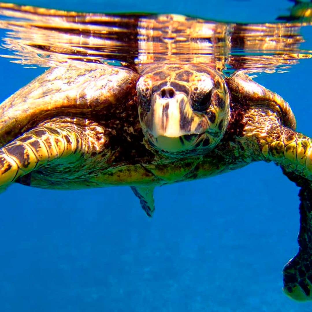 Tortugas marinas: El preocupante presente de un animal fundamental en la fauna marina