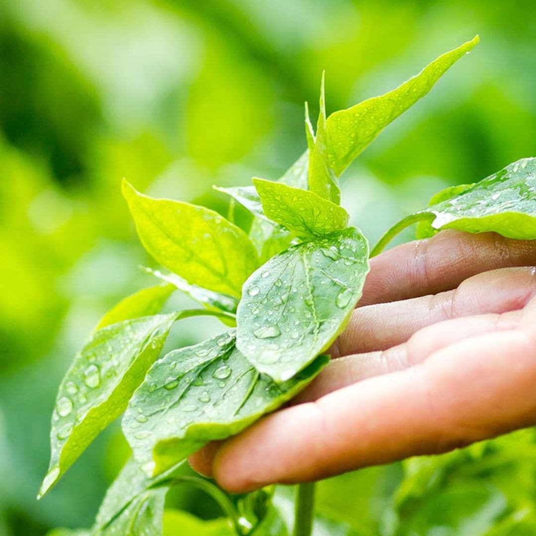 Si tocas tus plantas, crecerán peor