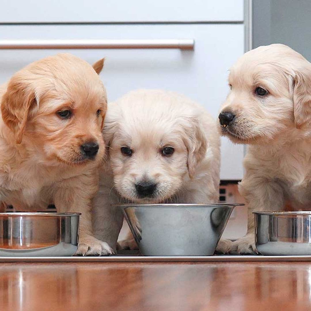 Así es una alimentación equilibrada de un perro menor de un año